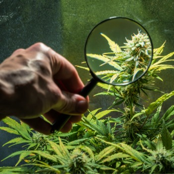 CANNABIS AUDITS & INSPECTIONS